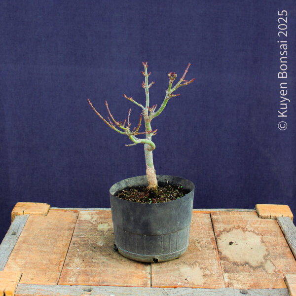 Acer palmatum "Shishigashira" #36 - Imagen 3