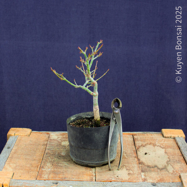 Acer palmatum "Shishigashira" #36 - Imagen 4