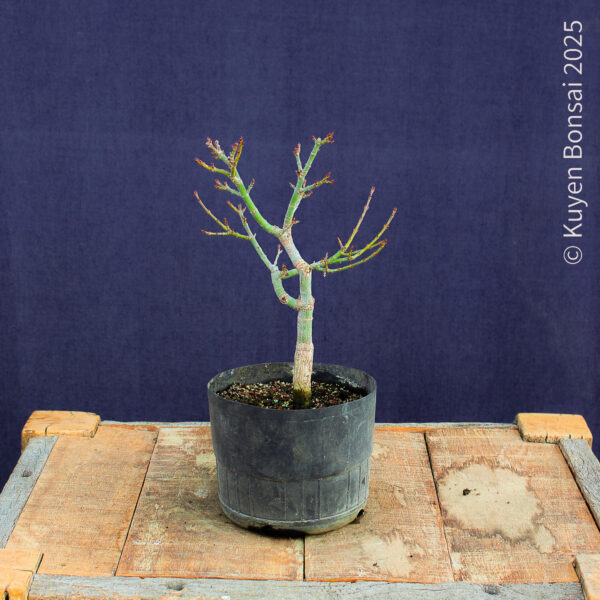Acer palmatum "Shishigashira" #36 - Imagen 5