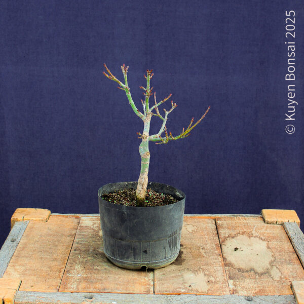 Acer palmatum "Shishigashira" #36 - Imagen 6