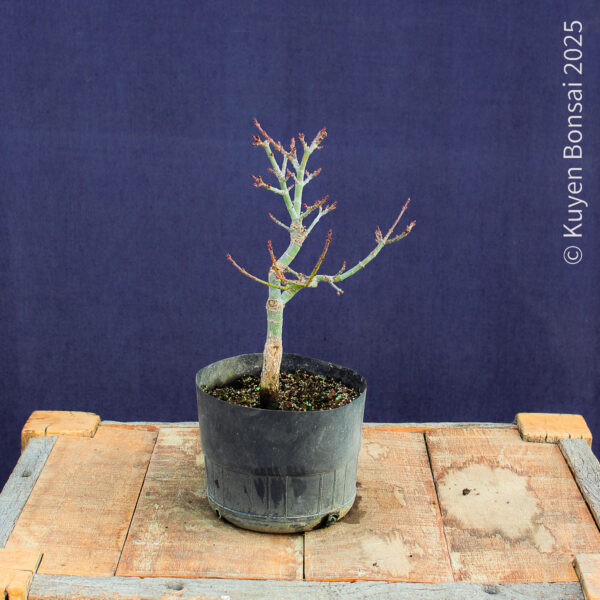 Acer palmatum "Shishigashira" #36 - Imagen 7