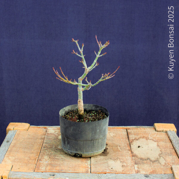 Acer palmatum "Shishigashira" #36 - Imagen 8