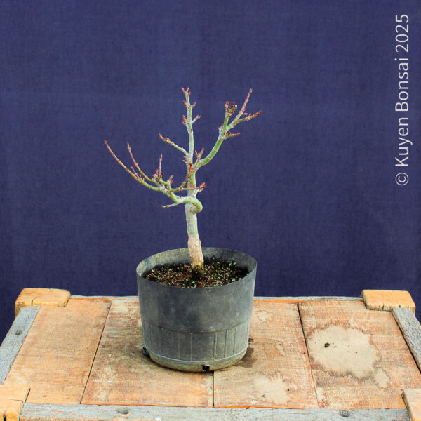 Acer palmatum "Shishigashira" #36 - Imagen 9
