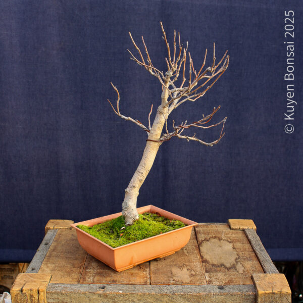 Sorbus aucupiaria