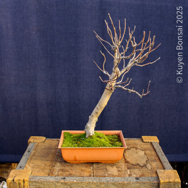 Sorbus aucupiaria - Imagen 2