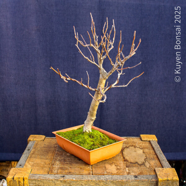 Sorbus aucupiaria - Imagen 3