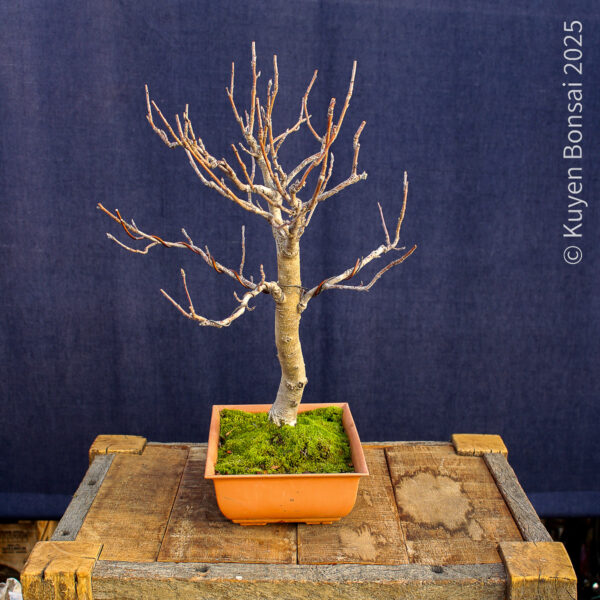 Sorbus aucupiaria - Imagen 4