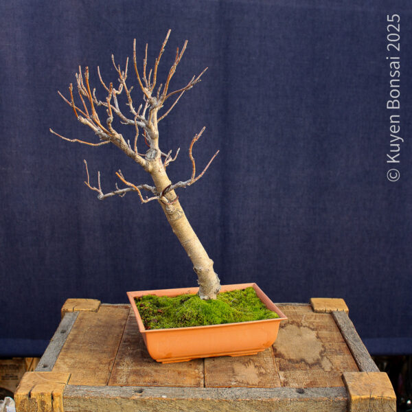 Sorbus aucupiaria - Imagen 6