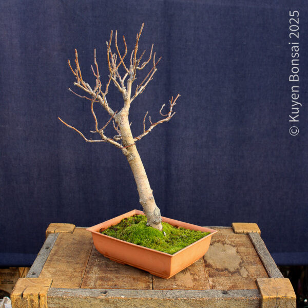 Sorbus aucupiaria - Imagen 7