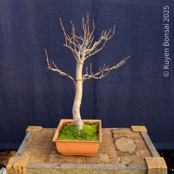 Sorbus aucupiaria - Imagen 8