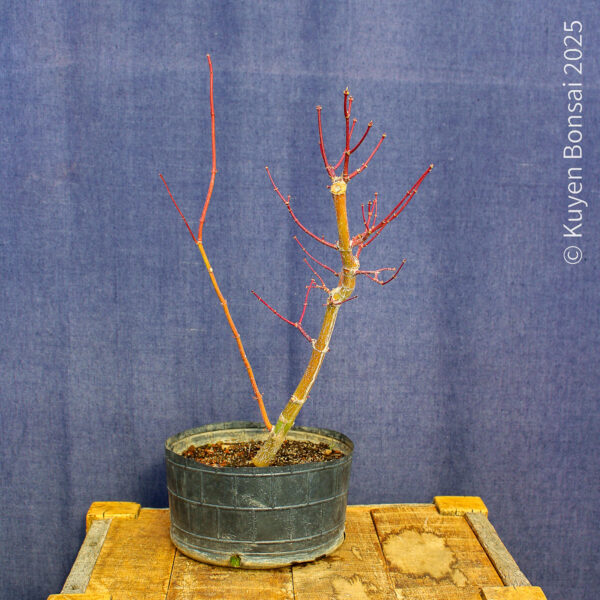Acer palmatum "Ukigumo" #8