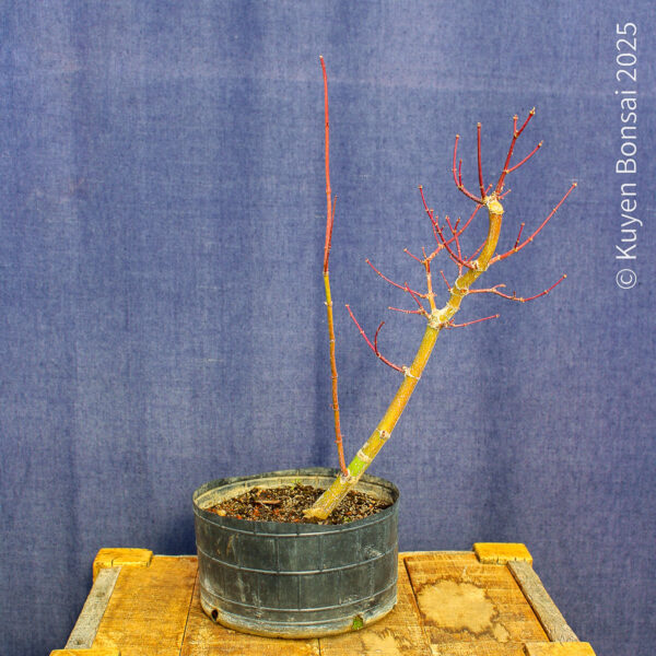 Acer palmatum "Ukigumo" #8 - Imagen 2