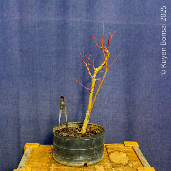 Acer palmatum "Ukigumo" #8 - Imagen 3