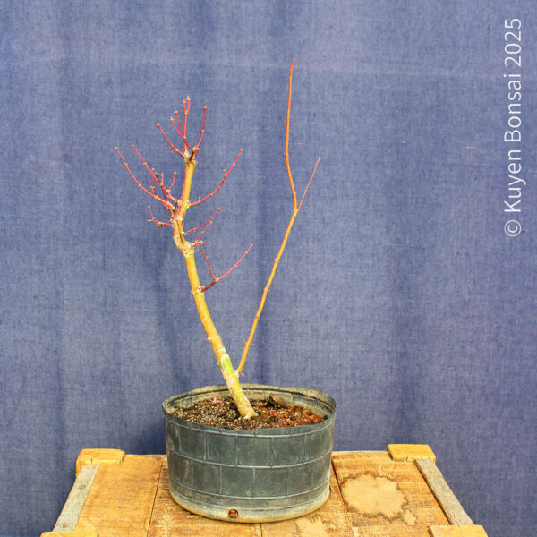 Acer palmatum "Ukigumo" #8 - Imagen 4
