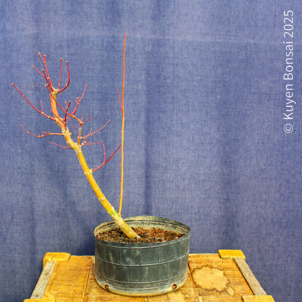 Acer palmatum "Ukigumo" #8 - Imagen 5