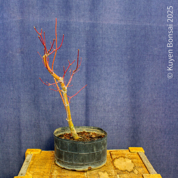 Acer palmatum "Ukigumo" #8 - Imagen 6