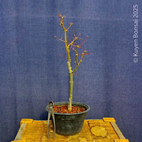Acer palmatum "Ukigumo" #9 - Imagen 3