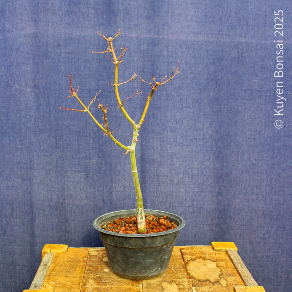 Acer palmatum "Ukigumo" #9 - Imagen 5