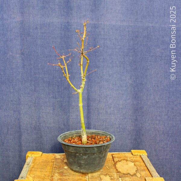 Acer palmatum "Ukigumo" #9 - Imagen 6