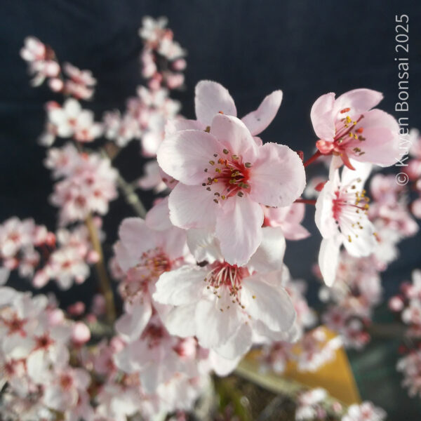 Prunus cerasifera #8 - Imagen 6