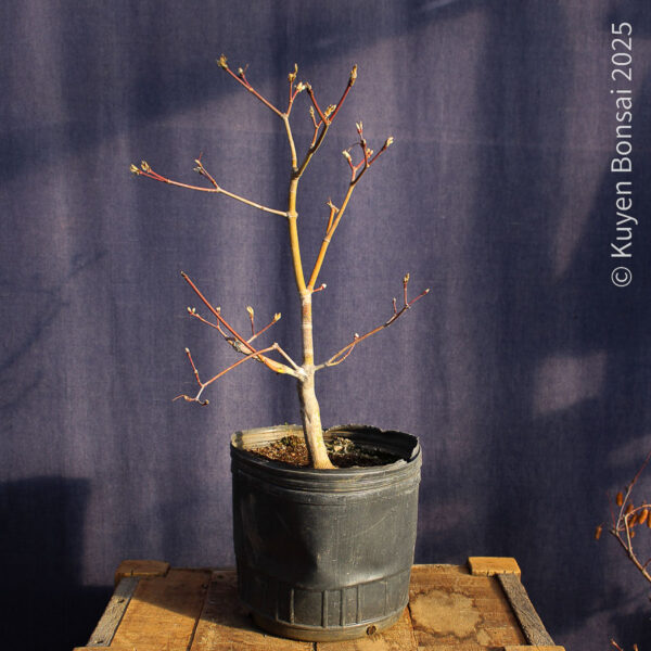 Acer japonicum "Aconitifolium" #9
