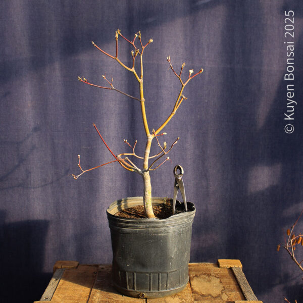 Acer japonicum "Aconitifolium" #9 - Imagen 2