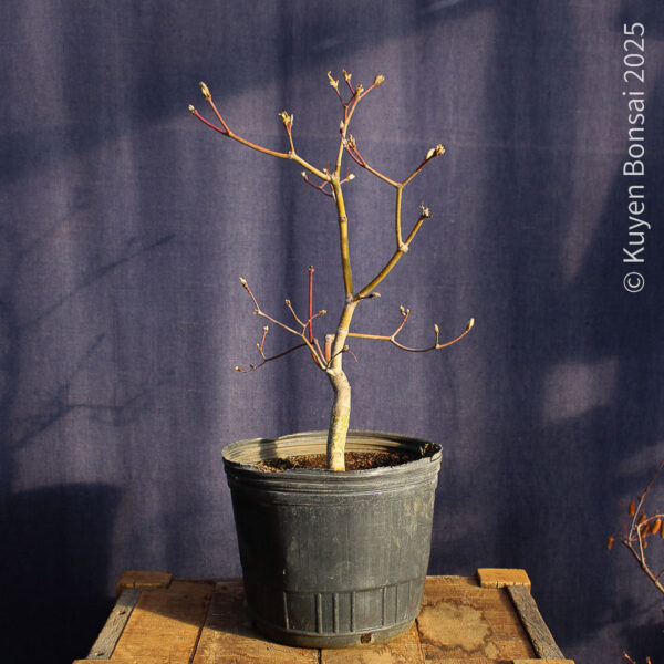 Acer japonicum "Aconitifolium" #9 - Imagen 3