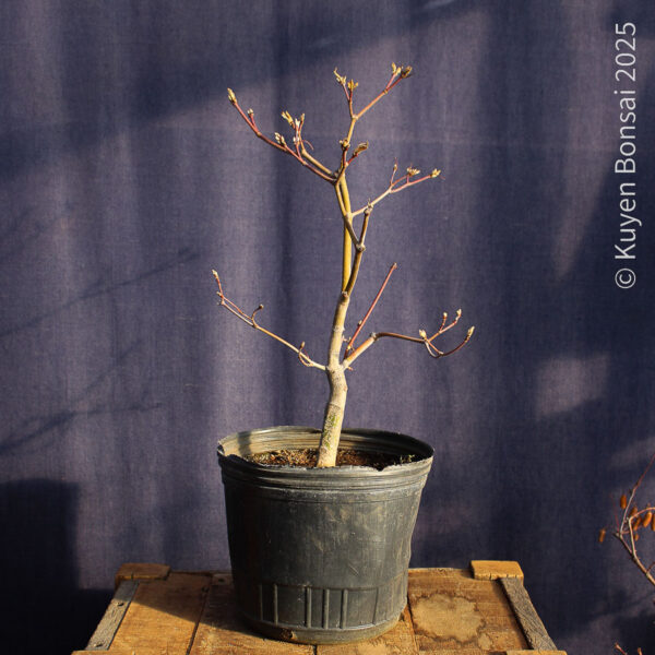 Acer japonicum "Aconitifolium" #9 - Imagen 4
