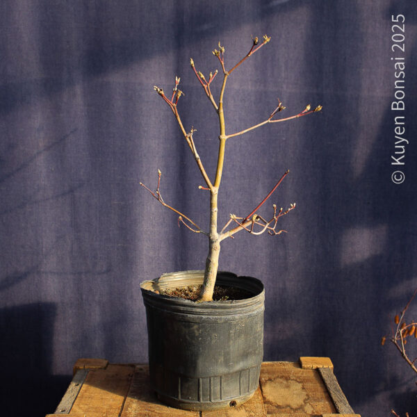 Acer japonicum "Aconitifolium" #9 - Imagen 5