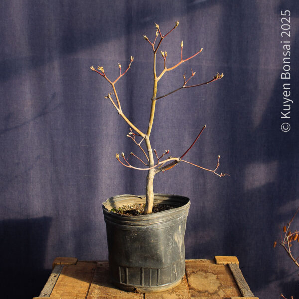 Acer japonicum "Aconitifolium" #9 - Imagen 6