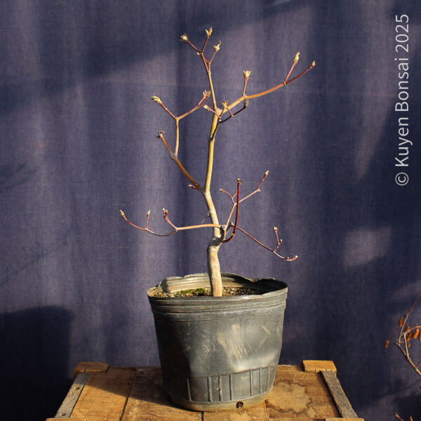 Acer japonicum "Aconitifolium" #9 - Imagen 7