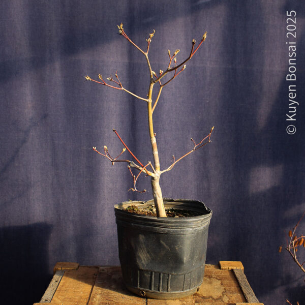 Acer japonicum "Aconitifolium" #9 - Imagen 8