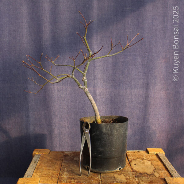 Acer palmatum "Aka shigitatsu sawa" #13