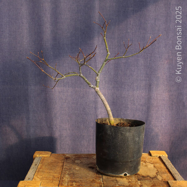 Acer palmatum "Aka shigitatsu sawa" #13 - Imagen 2