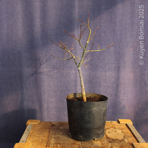 Acer palmatum "Aka shigitatsu sawa" #13 - Imagen 4