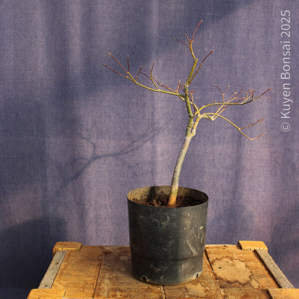 Acer palmatum "Aka shigitatsu sawa" #13 - Imagen 5