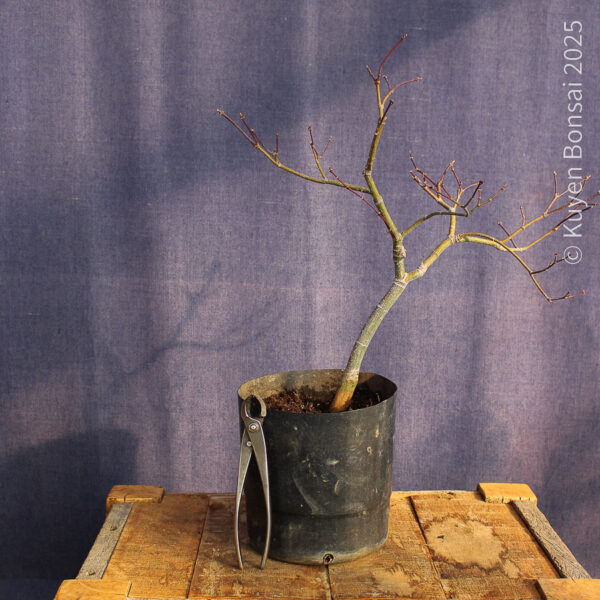 Acer palmatum "Aka shigitatsu sawa" #13 - Imagen 6