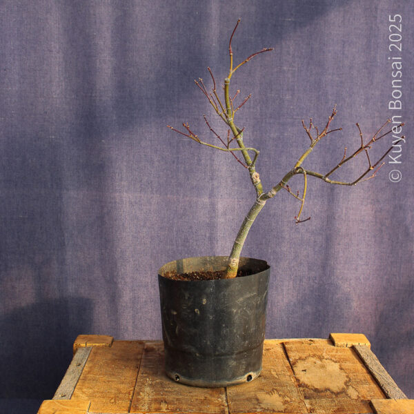 Acer palmatum "Aka shigitatsu sawa" #13 - Imagen 7