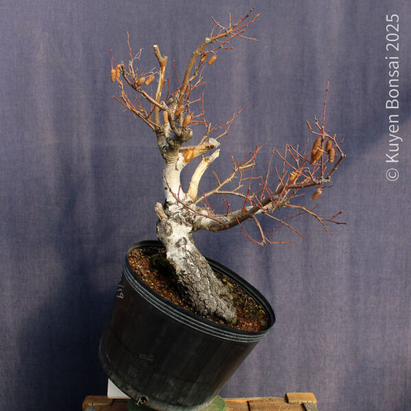 Betula pendula #11 - Imagen 2