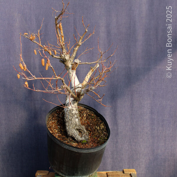 Betula pendula #11 - Imagen 3