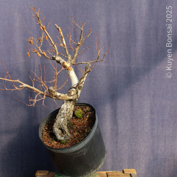 Betula pendula #11 - Imagen 4