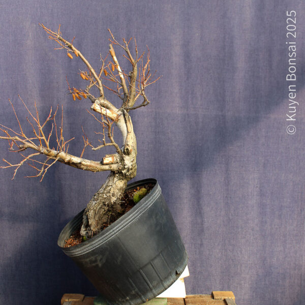 Betula pendula #11 - Imagen 5