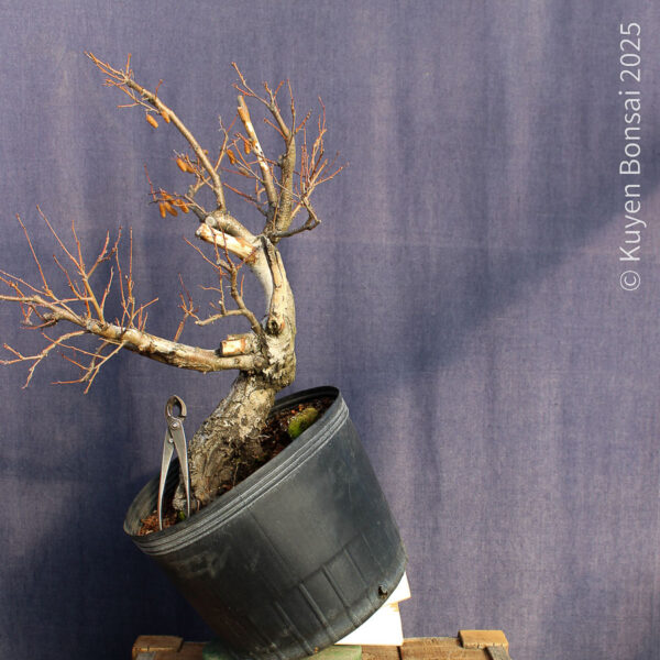 Betula pendula #11 - Imagen 6