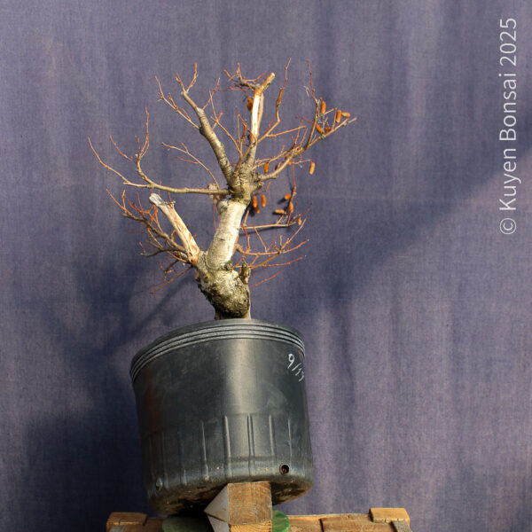 Betula pendula #11 - Imagen 8