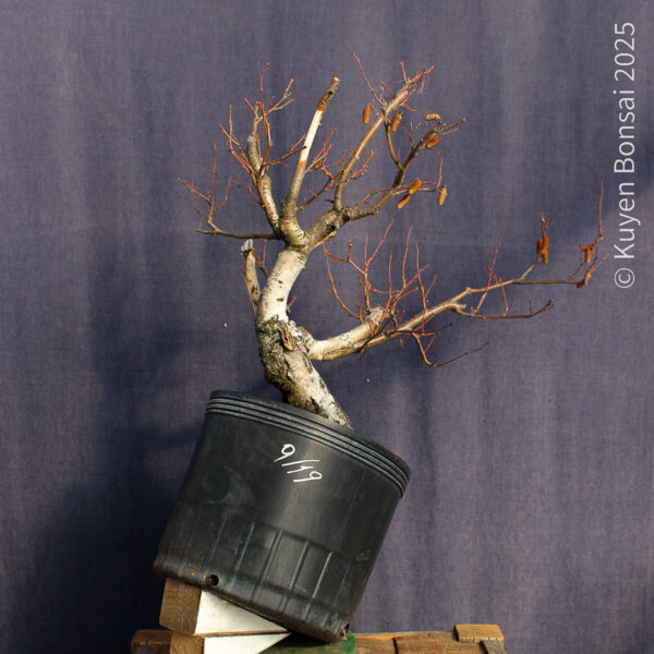 Betula pendula #11 - Imagen 9
