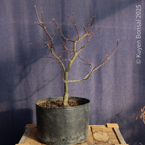Acer palmatum "Bloodgood" #14