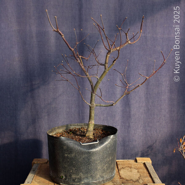 Acer palmatum "Bloodgood" #14 - Imagen 2