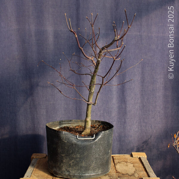 Acer palmatum "Bloodgood" #14 - Imagen 3