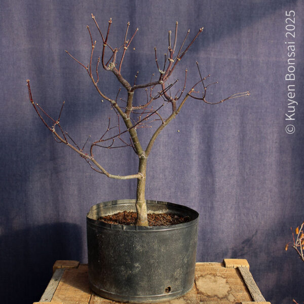 Acer palmatum "Bloodgood" #14 - Imagen 4