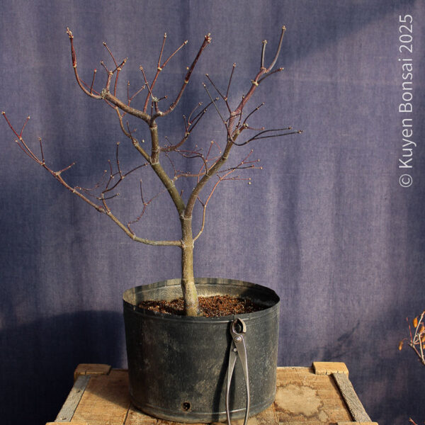 Acer palmatum "Bloodgood" #14 - Imagen 5